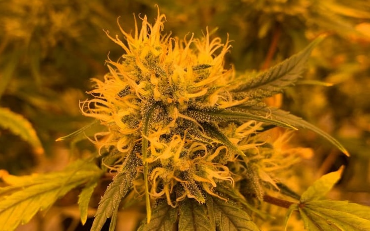 cannabis sativa vs indica vs hybrid